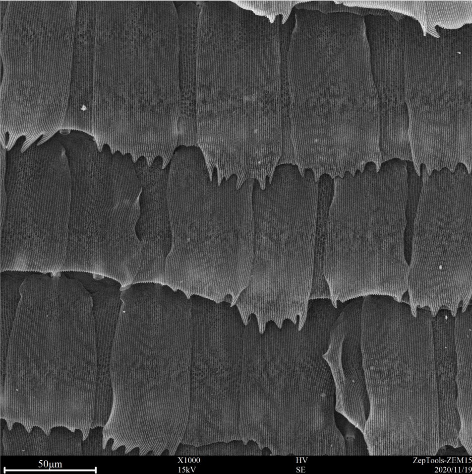 臺式掃描電鏡1000倍下的飛蛾翅膀 BY ZEM15 臺式掃描電鏡1000倍下的飛蛾翅膀 BY ZEM15