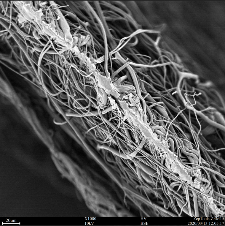 醫用口罩中間過濾層(熔噴布)截面的掃描電鏡圖 醫用口罩中間過濾層(熔噴布)截面的掃描電鏡圖