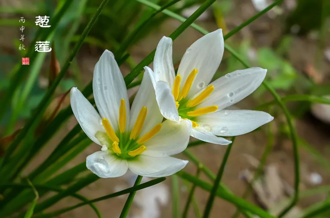 臺式掃描電鏡觀察樣品蔥蓮花 臺式掃描電鏡觀察樣品蔥蓮花