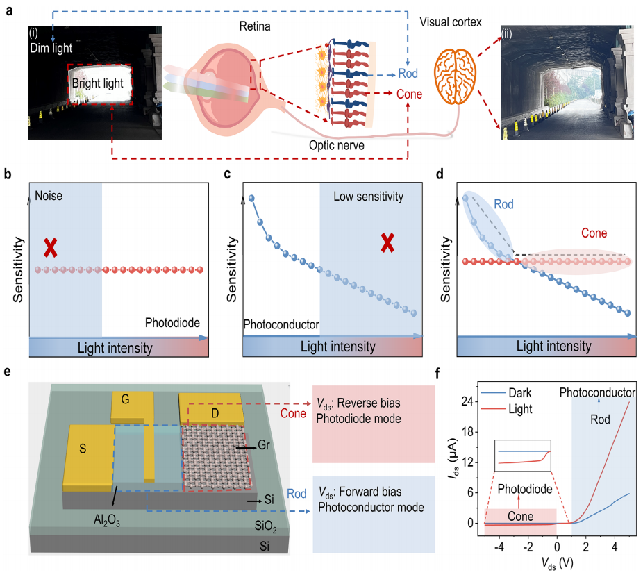 人類視覺機制的原理圖和視網膜桿狀/錐狀雙模光電探測器的設計
