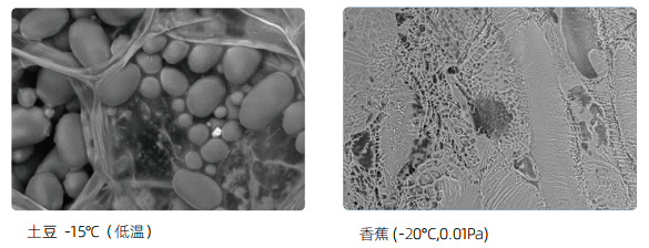 臺(tái)式掃描電鏡